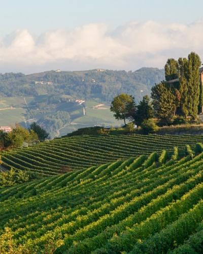 Barolo 2011 Barolo 2011