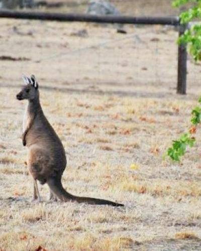 Australian Kangaroo Australian Kangaroo