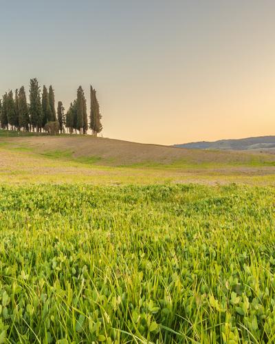 Brunello Brunello