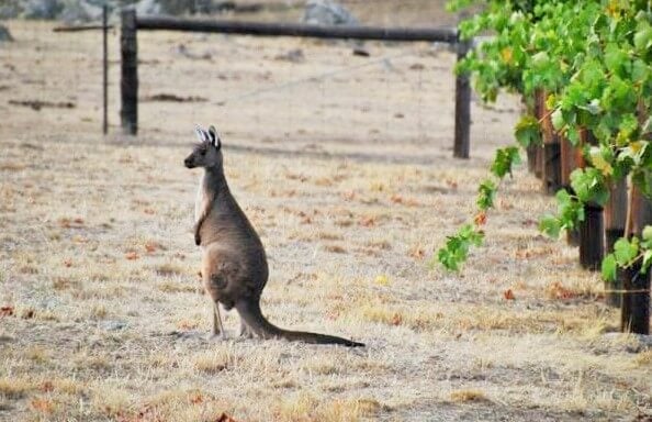 Australian Kangaroo