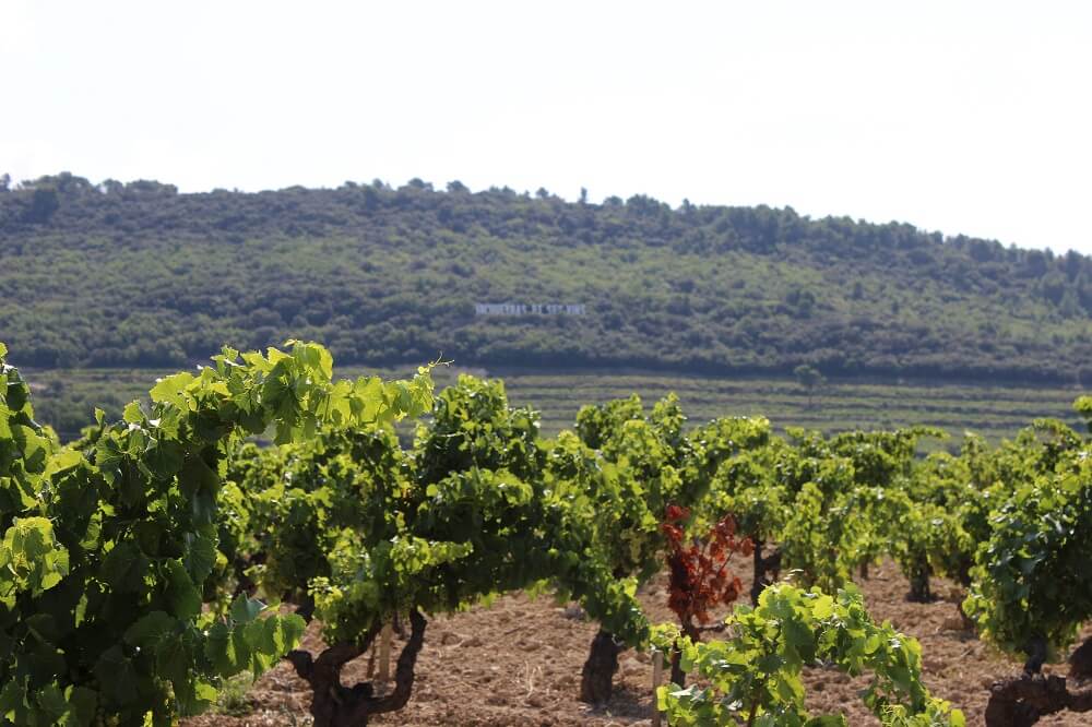 Rhone Vineyard