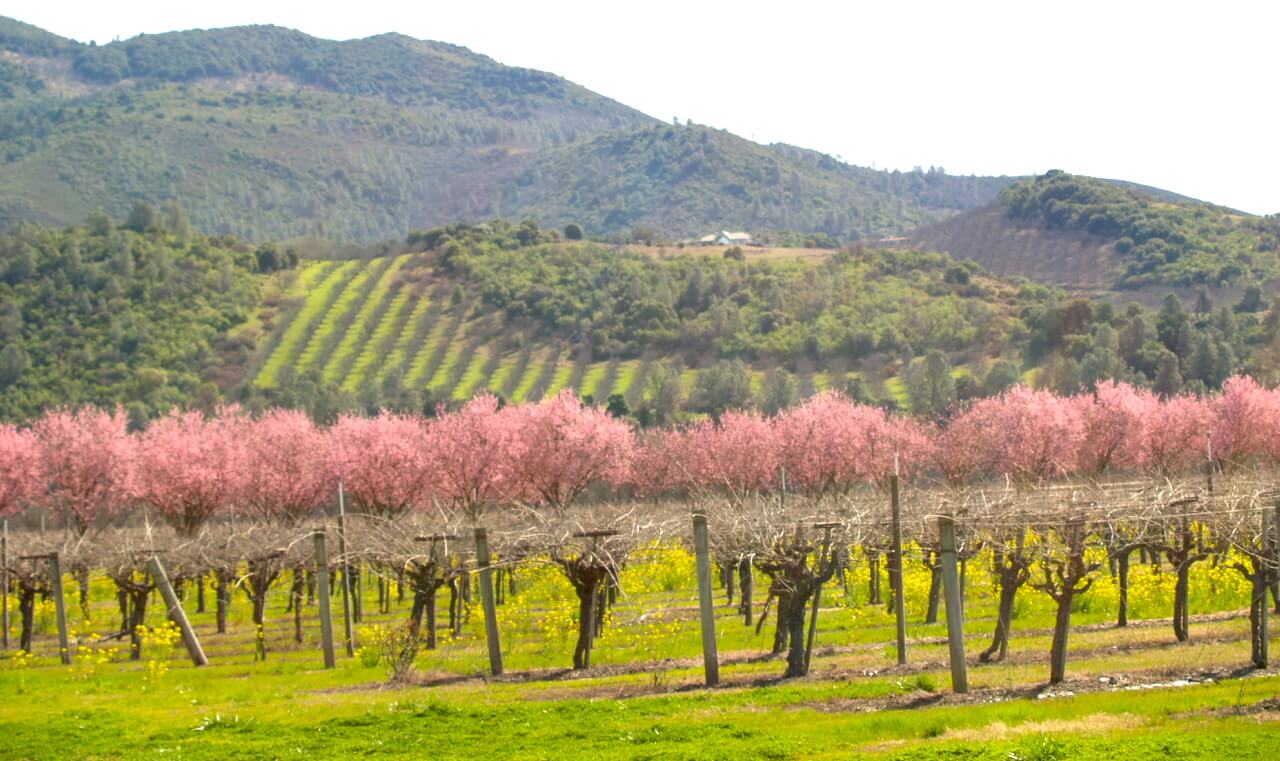 Spring Vineyards